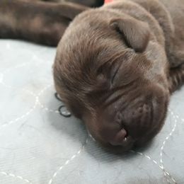 Labrador Retriever Puppies from Fetching Labrador Retrievers