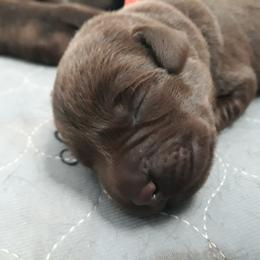 Labrador Retriever Puppies from Fetching Labrador Retrievers