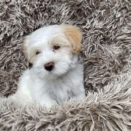 Maltipoo Puppies from A Batch of Cookie’s