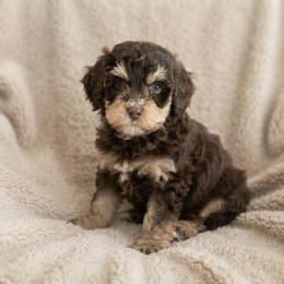 Otter - Tri-color male Bernedoodle puppy in Milton, Florida from Sutton Place Doodles