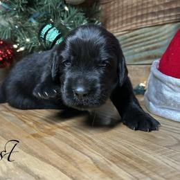 Beast - Black male Newfoundland puppy in Tully, New York from Bear Paw Newfoundlands