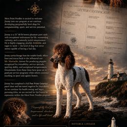Jimmy - Poodle