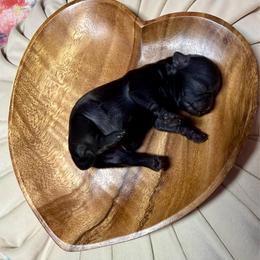 Boy 1 - Black male Shih Tzu puppy in Sherman, Texas from Shannon’s Sugar Sweet Shih Tzu’s