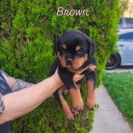 Brown - Black and mahogany female Rottweiler puppy in San Bernandino, California from VON DER SENTINEL