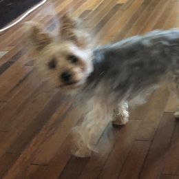 Molly - Yorkshire Terrier