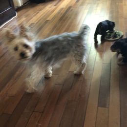 Molly - Yorkshire Terrier