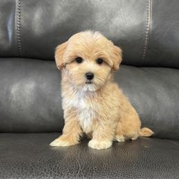 Billy - Apricot male Maltipoo puppy in Berea, Kentucky from Blair’s Furry Friends