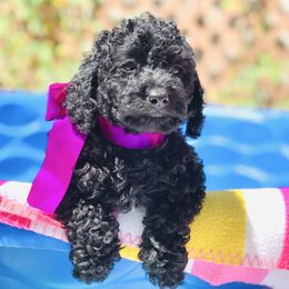 Bambi - Black female Labradoodle puppy in Murray, Utah from Swann's Kennels