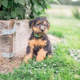 Green Male - Black and tan male Welsh Terrier puppy in Marshallville, Ohio from Anne's Pups