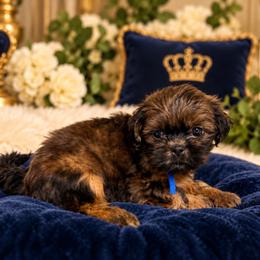 Prince Coop - Black and tan male Shih Tzu puppy in Xenia, Ohio from Crown & Tress Shih Tzu