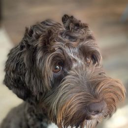 Australian Labradoodles from Sweet Tea Australian Labradoodles