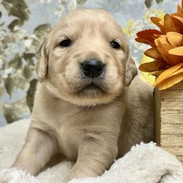 Brook - Light golden female Golden Retriever puppy in Doniphan, Missouri from Stockford’s Golden Retrievers