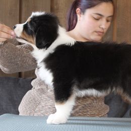 Australian Shepherd Puppies from Riot Austrailan Shepherds