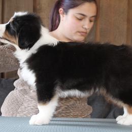 Australian Shepherd Puppies from Riot Austrailan Shepherds
