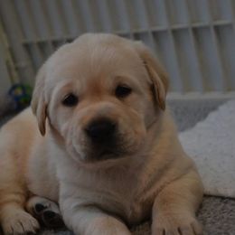 Labrador Retriever Puppies from EverOak Labradors