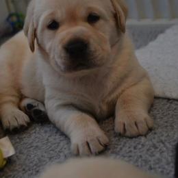 Labrador Retriever Puppies from EverOak Labradors