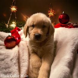 Golden Retriever Puppies from Studley Hill Goldens, LLC.