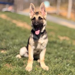 Zosha - Black and silver female German Shepherd puppy in Lexington, Virginia from Stahlhaus ( Previously Buffelbach Farmstead Shepherds)