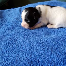 Papillon puppies from Larimar Border Collies and Papillons