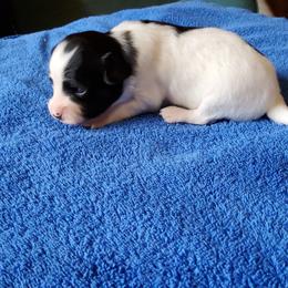 Papillon puppies from Larimar Border Collies and Papillons