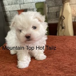 Coop collar red - White male Maltese puppy in Taylorsville, North Carolina from Mountain Top Hot Tailz