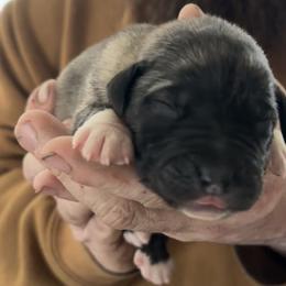 FeathersGlen Tornado - Brindle male Anatolian Shepherd Dog puppy in Franklin, New Hampshire from Feather’s Glen Anatolians