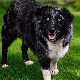 Ryder - Australian Shepherd