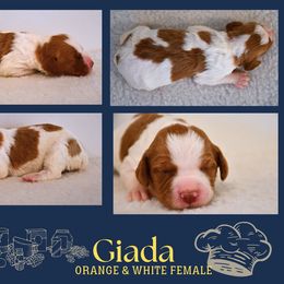 Giada - Orange and white female Brittany puppy in Hollidaysburg, Pennsylvania from Royal Flush Farms