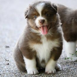 Girl 2 - Red tri-color female Miniature American Shepherd puppy in Robinson, Texas from Stellar Miniature American Shepherds