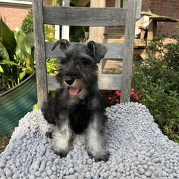Cheyenne - Salt and pepper female Miniature Schnauzer puppy in Dawson, Georgia from Faith Farm Miniature Schnauzers