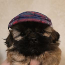 Kingston - Black gold and white male Shih Tzu puppy in Huntington Beach, California from Strictly Shih-Tzu
