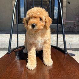 Boy 4 - Apricot male Goldendoodle puppy in Lyman, Wyoming from Backcountry Doodles