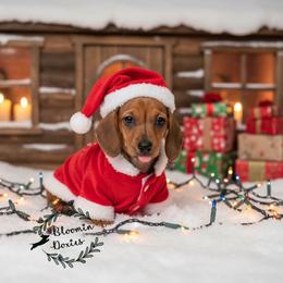 Red - Red male Dachshund puppy in Valrico, Florida from Bloomin Doxies