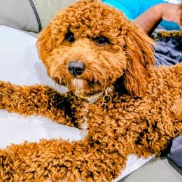 Cali - Cavapoo