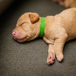 Lucky - Apricot Medium - Apricot male Goldendoodle puppy in Lancaster, California from Kid's Best Doodle