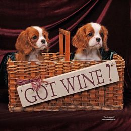 Cavalier King Charles Spaniel Puppies from Saranade Cavaliers