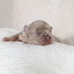 French Bulldog Puppies from Frost's French Bulldogs