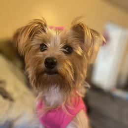 Jade - Yorkshire Terrier