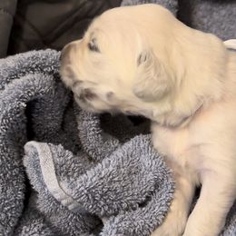 Ms White - Sugar - Golden Retriever puppy from Farley Goldens