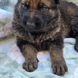 Sable male ARCHIE - Sable male German Shepherd puppy in Buckfield, Maine from Levesques German Shepherds