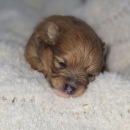 Carmello - Orange sable female Pomeranian puppy in Arthur, Illinois from Dachs and Poms