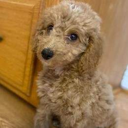 Russel - Apricot male Goldendoodle puppy in Bentonville, Arkansas from Bentonville Doodles