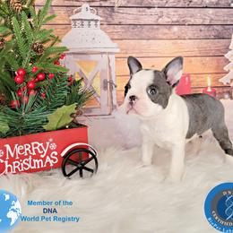 Boston Terrier Puppies from Our Gang Bostons