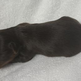 Patch AKC - Chocolate and tan male Yorkshire Terrier puppy in Labelle, Florida from Chocolate and Parti Yorkies in Florida