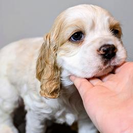 Bandit - Cocker Spaniel puppy from HoneyCoop’s