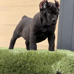 Black male - Black male Cane Corso puppy in California from Donato Kennels