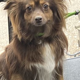 Mattie - Australian Shepherd