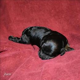 Zuco - Black and tan male Cockapoo puppy in Sunset, Louisiana from Cano Cockapoos