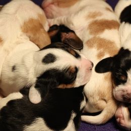 Basset Hound Puppies from PoeCo Basset Hounds