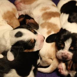 Basset Hound Puppies from PoeCo Basset Hounds
